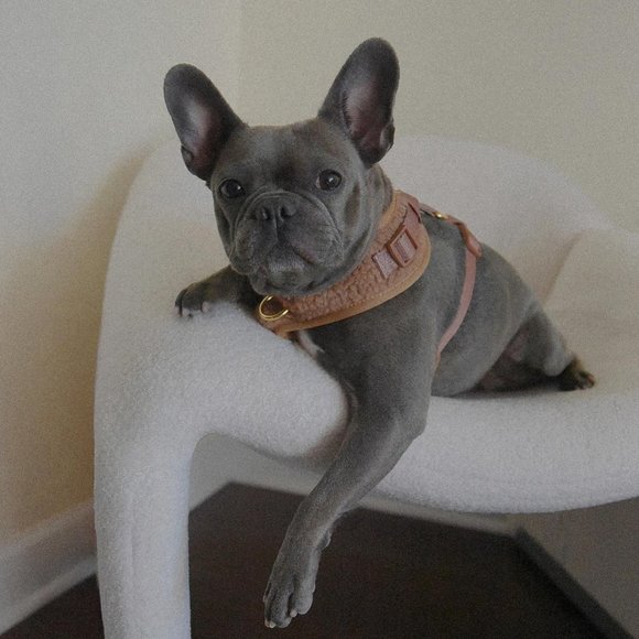 PETsRUS Premium Dog Harness Teddy Bear Sherpa Design No Pull Soft Beige Brown - Picture 8 of 8